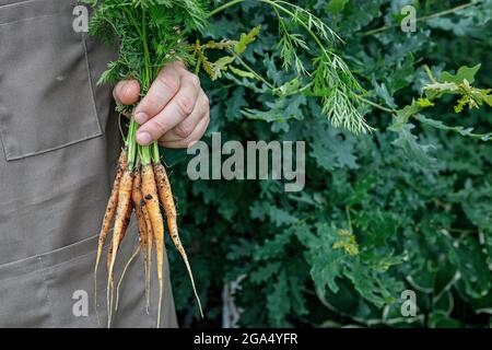 Mains de fermier tenant une carotte fraîche. Concept de récolte d'automne. Produits biologiques agricoles. Une agriculture alimentaire saine. Mains d'homme tenant des légumes frais. Banque D'Images