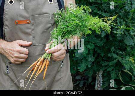 Mains humaines tenant une carotte avec des feuilles. Concept de récolte d'automne. Produits biologiques agricoles. Une agriculture alimentaire saine. Mains mâles tenant une végétative fraîche Banque D'Images