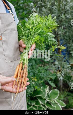 Les mains de la femme tiennent une carotte fraîche. Mains de fermier tenant un légumes avec des feuilles vertes. Concept de récolte d'automne. Produits biologiques agricoles. Une alimentation saine Banque D'Images