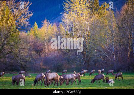 Troupeau d'élans à North Bend, Washington Banque D'Images