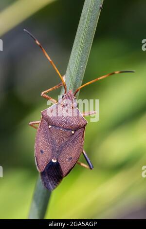 Bug de bouclier d'arbre de gomme à deux points Banque D'Images