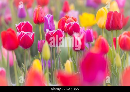 Tulipes dans la vallée de Skagit lors du festival annuel des tulipes à Mount Vernon, Washington Banque D'Images