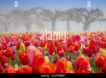 Tulipes dans la vallée de Skagit lors du festival annuel des tulipes à Mount Vernon, Washington Banque D'Images