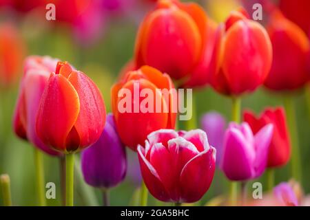 Tulipes dans la vallée de Skagit lors du festival annuel des tulipes à Mount Vernon, Washington Banque D'Images