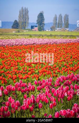 Tulipes dans la vallée de Skagit lors du festival annuel des tulipes à Mount Vernon, Washington Banque D'Images