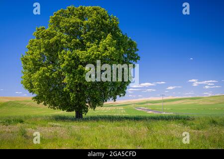 Arbre isolé dans la région agricole de Palouse dans l'est de l'État de Washington Banque D'Images