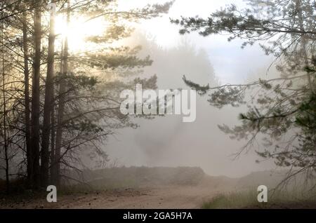 Brouillard dans la forêt le matin. Arbres dans la brume mystérieuse. Vue panoramique sur les forêts de montagne. Soleil éclatant dans la nature. Le soleil traverse la poussière. Landsc Banque D'Images