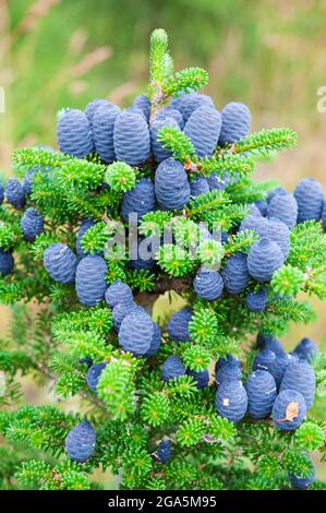 Cônes bleus de sapin coréen (Abies koreana) Banque D'Images