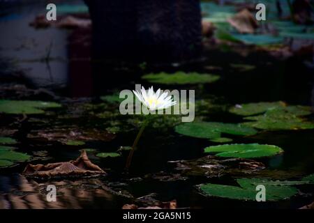 EAU BLANCHE INDIENNE LILLY Banque D'Images