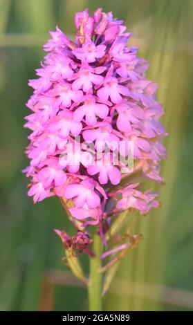 Orchidée pyramidale (Anacamptis pyramidalis) tête de floraison. Réserve naturelle de Rye Harbour, Rye, Sussex, Royaume-Uni. Banque D'Images