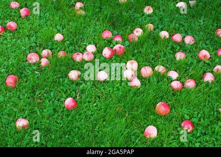 Pommes tombées sur l'herbe verte en automne Banque D'Images