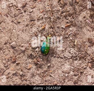 L'un des coléoptères prédateurs à longues pattes et à course rapide, le Green Tiger Beetle préfère les zones sablonneuses et les proies sur les fourmis et les insectes rampants. Banque D'Images