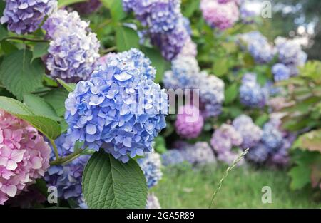 Hortensia bleu en fleurs ou hortensia d'arbre dans le jardin d'été. Banque D'Images