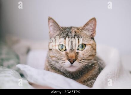 L'animal de compagnie se trouve sur le lit et regarde sérieusement la caméra. Banque D'Images