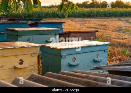 Brut de ruches de bois de couleur d'abeilles. Champ de floraison des tournesols en arrière-plan. Paysage rural avec ruches. Banque D'Images