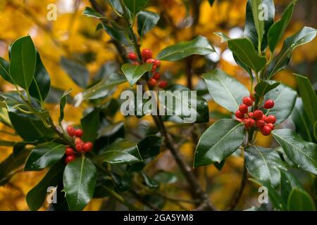 Holly arbre en automne avec des feuilles de hêtre jaune dans le fond Banque D'Images