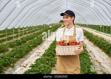 Vue de face d'une jeune femme attrayante en tablier beige et casquette noire récoltant de savoureuses fraises dans une serre moderne. Concept de panier en osier avec de Banque D'Images