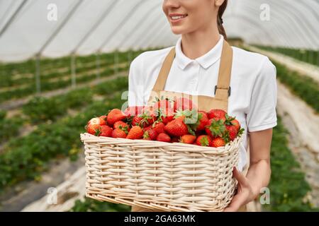 Gros plan des mains de femme tenant le panier avec le jardin biologique d'été fraise savoureux baies. Un mode de vie sain et une alimentation saine.fruits et baies dedans Banque D'Images