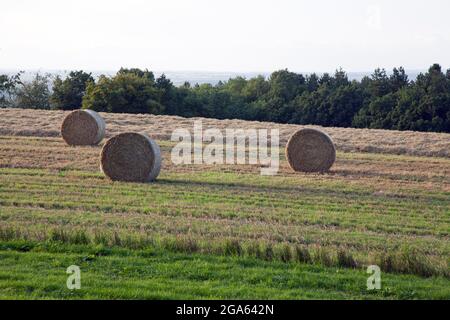 Balles rondes de foin debout dans un champ Banque D'Images