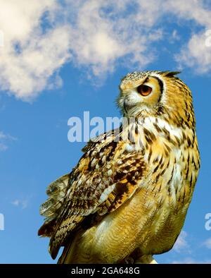 La chouette de l'aigle eurasien nom latin Bubo bubo perchée avec un fond de ciel bleu Banque D'Images