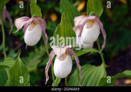 White Cypripedium reginae (showy Lady's Slipper Orchids) cultivé dans la Maison alpine à RHS Garden Harlow Carr, Harrogate, Yorkshire, Angleterre, Royaume-Uni. Banque D'Images