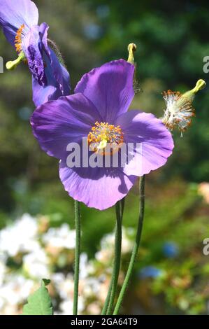 Violet pâle unique coquelicot himalayen 'econopsis betonicifolia' fleurs cultivées dans les frontières à RHS Garden Harlow Carr, Harrogate, Angleterre, Royaume-Uni. Banque D'Images