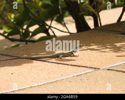Podarcis muralis (lézard de mur commun) dans un jardin de maison Banque D'Images