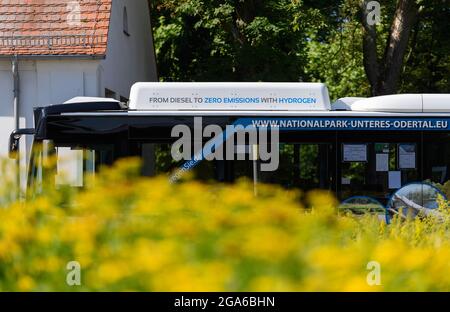 29 juillet 2021, Brandebourg, Schwedt/OT Criewen: L'un des deux premiers bus en Europe à être converti à la technologie des piles à combustible hydrogène est sur la route après la présentation. Les véhicules à climat neutre portant l'inscription « du diesel au zéro avec de l'hydrogène » sont en service avec l'Uckermärkische Verkehrsgesellschaft (UVG) et se déplacent également le long du parc national de la vallée de l'Oder inférieur. Les autobus à hydrogène, qui étaient auparavant alimentés au diesel, sont maintenant alimentés par de l'hydrogène vert produit par la société Enertrag à partir de l'énergie éolienne de la région d'Uckermark. Photo: Soeren Stache/dpa-Zentralbild/dpa Banque D'Images