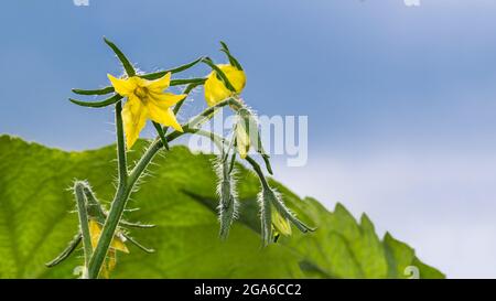 Gros plan de la vigne de tomate à fleurs avec feuille verte sur fond bleu ciel. Solanum lycopersicum. Fleurs et bourgeons jaunes sur tige velue. Fleur de légumes. Banque D'Images