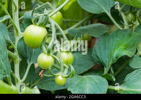 Gros plan de jeunes fruits verts en développement de tomate en bouquet sur tige velue. Solanum lycopersicum. Culture de légumes en serre. Arrière-plan de feuilles luxuriantes. Banque D'Images