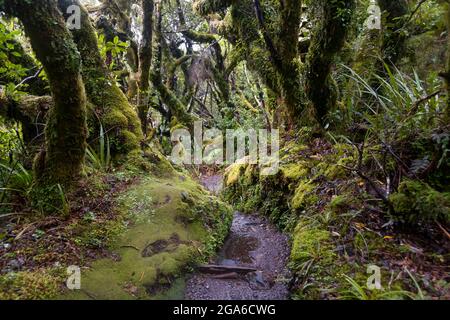 Forêt de Goblin près des chutes de Dawson, du mont Taranaki, de Taranaki, de l'île du Nord, en Nouvelle-Zélande Banque D'Images