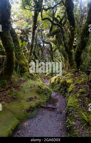 Forêt de Goblin près des chutes de Dawson, du mont Taranaki, de Taranaki, de l'île du Nord, en Nouvelle-Zélande Banque D'Images