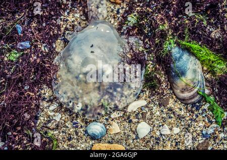 Un méduse transparent se trouve sur le sable entre les algues rouges et les coquillages. Photo naturelle. Banque D'Images