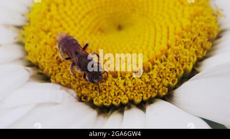 Petite abeille sur un bourgeon de fleur de camomille, gros plan. Banque D'Images