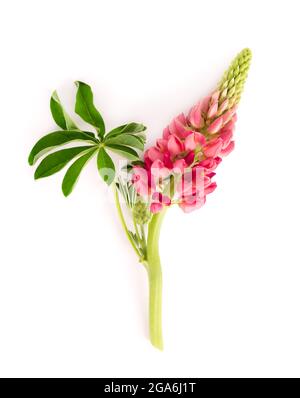 Fleur lupin rose isolée sur fond blanc. Lupinus ou haricot loup. Belles fleurs d'été. Banque D'Images