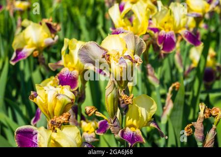 Gros plan sur les fleurs en iris violet et jaune Banque D'Images