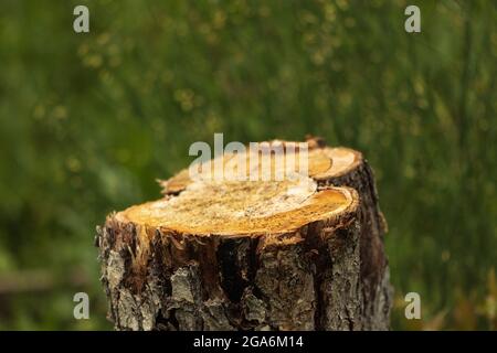 Souche, d'un arbre scié, parmi l'herbe. La photo a été prise à Chelyabinsk, Russie. Banque D'Images