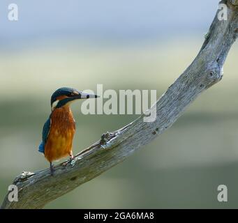 Kingfisher assis sur la branche en bois Banque D'Images