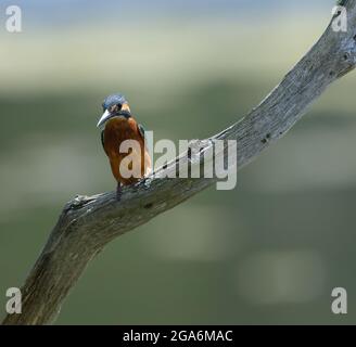 Kingfisher assis sur la branche en bois Banque D'Images