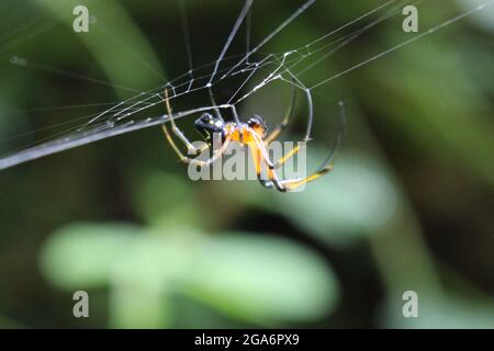 Capture macro d'un verger noir et jaune ou d'un spideron spideron d'un web Banque D'Images