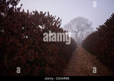 Jeriquara, Sao Paulo, Brésil. 29 juillet 2021. La plantation de café se trouve sous un brouillard épais à Jériquara, dans la région d'Alta Mogiana, Sao Paulo, le 29 juillet 2021, au cours d'un front froid qui atteint le sud et certaines parties du sud-est et du Midwest du Brésil. Les producteurs ont perdu la plupart de leurs usines de café en raison de fortes gelées ces dernières semaines. Les feuilles de couleur brune sont un signe de la combustion des caféiers en raison de la glace formée pendant la nuit. (Image de crédit : © Igor do Vale/ZUMA Press Wire) Banque D'Images