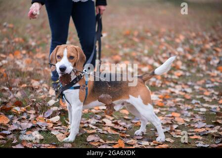Jeune femme avec un chien de beagle heureux marchant et jouant dans les feuilles d'automne Banque D'Images