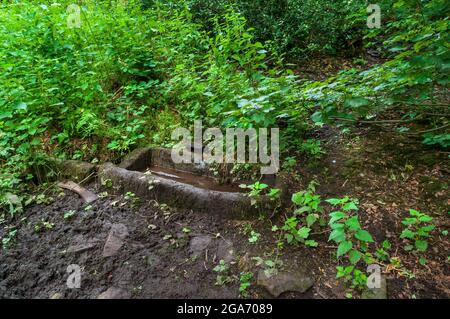 Un très vieux bac en pierre qui recueille l'eau du ruisseau à Highcliffe Wood à Bents Green, Sheffield. Banque D'Images