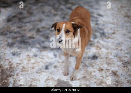 Un chien sans abri dans la rue. L'animal est perdu. Le chien rouge regarde dans le cadre. Banque D'Images