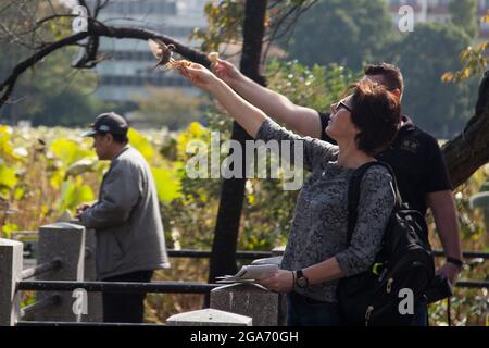 Japon. 1er novembre 2017. Les visiteurs y tiennent du pain et nourrissent de petits oiseaux à la main dans le parc Ueno, un parc public du quartier Ueno de Taito, Tokyo, Japon, novembre 2017. (Photo par Smith Collection/Gado/Sipa USA) crédit: SIPA USA/Alay Live News Banque D'Images