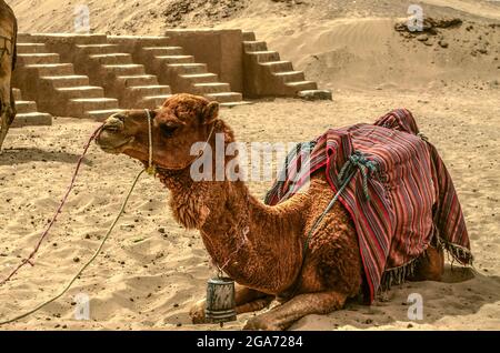 Un chameau allongé par un escalier en pierre, attendant de nouvelles promenades, repose sur le sable dans le désert près de la ville de Yazd en Iran. Banque D'Images