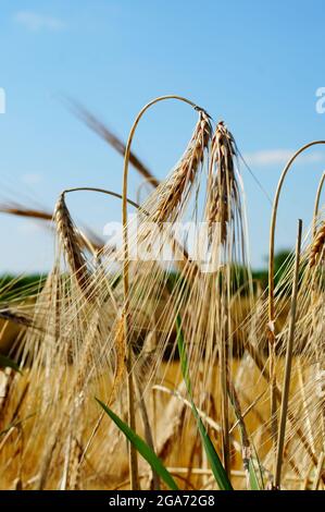 Oreilles mûres d'orge d'hiver contre le soleil. Banque D'Images