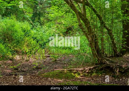 Roseaux d'eau croissant en boggy en plein soleil l'après-midi dans le bois de Highcliffe à Bents Green, Sheffield. Banque D'Images