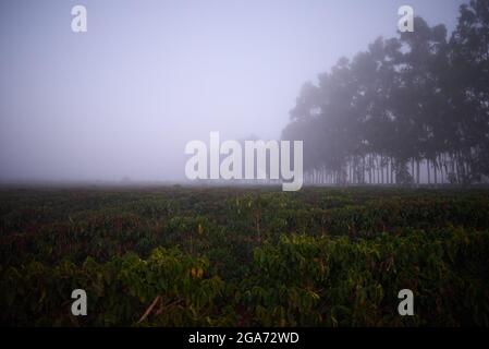 Jeriquara, Brésil. 29 juillet 2021. La plantation de café se trouve sous un brouillard épais à Jériquara, dans la région d'Alta Mogiana, Sao Paulo, le 29 juillet 2021, au cours d'un front froid qui atteint le sud et certaines parties du sud-est et du Midwest du Brésil. Les producteurs ont perdu la plupart de leurs usines de café en raison de fortes gelées ces dernières semaines. Les feuilles de couleur brune sont un signe de la combustion des caféiers en raison de la glace formée pendant la nuit. (Photo par Igor do Vale/Sipa USA) crédit: SIPA USA/Alay Live News Banque D'Images