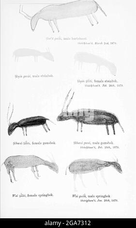 Bushmen (san) peinture de roche des antilopes et des animaux. Peint sur les murs des grottes du livre ' spécimens du folklore Bushman ' de Bleek, W. H. I. (Wilhelm Heinrich Emmanuel), Lloyd, Lucy Catherine, Theal, George McCall, 1837-1919 publié à Londres par G. Allen & Company, ltd. En 1911. Les San peuples (également Saan), ou Bushmen, sont membres de divers groupes indigènes de chasseurs-cueilleurs de Khoe, de Tuu ou de langue Kxʼa qui sont les premières nations de l'Afrique australe, et dont les territoires couvrent le Botswana, la Namibie, l'Angola, la Zambie, le Zimbabwe, Lesotho et Afrique du Sud. Banque D'Images
